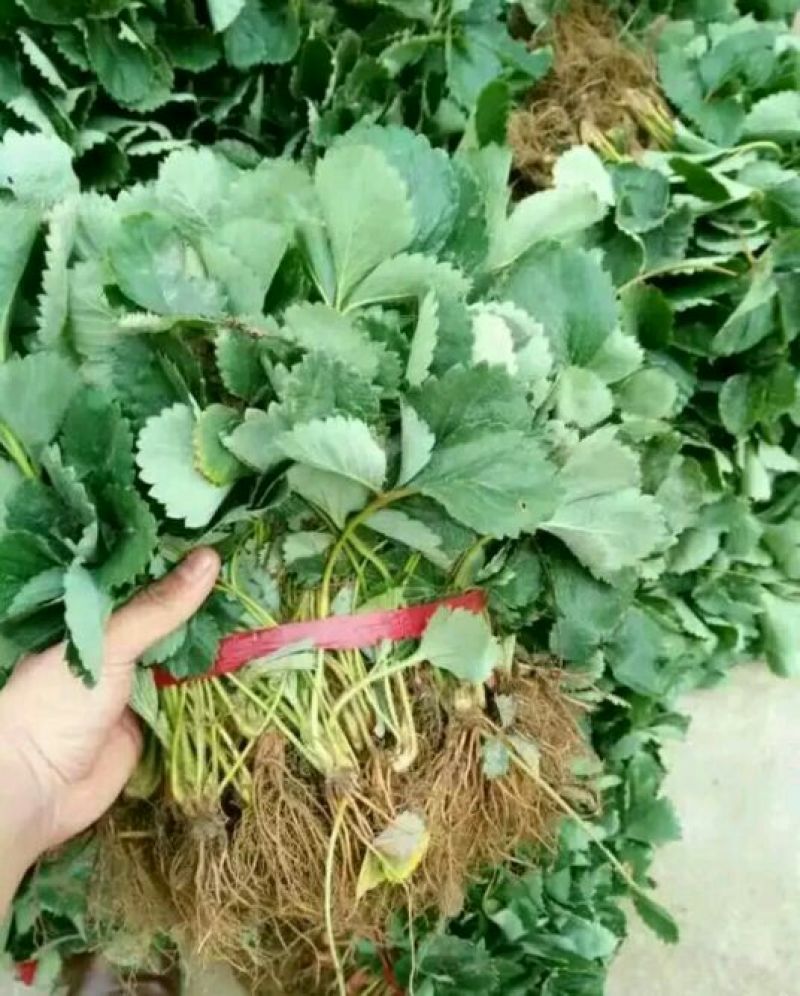 全明星草莓苗10~20cm