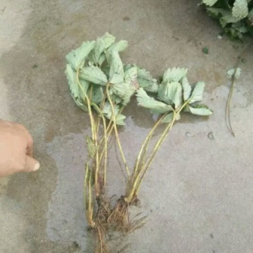 小白草莓苗10~20cm