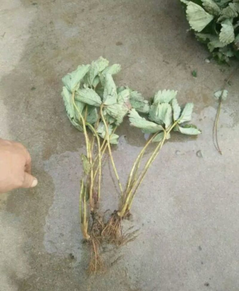 小白草莓苗10~20cm