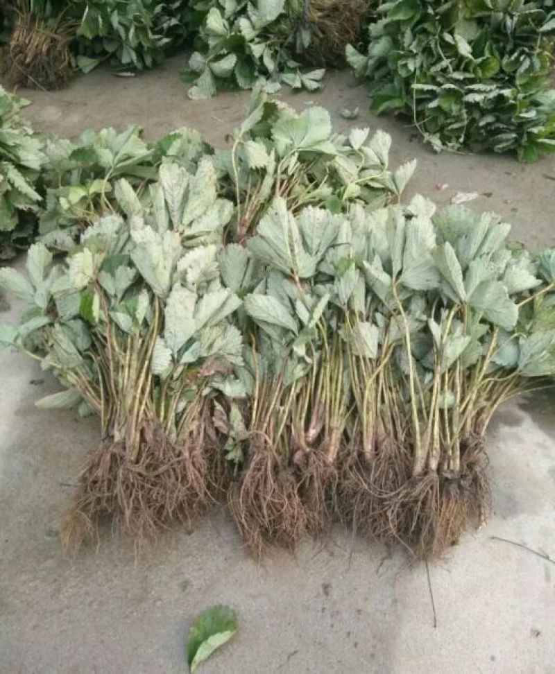 小白草莓苗10~20cm