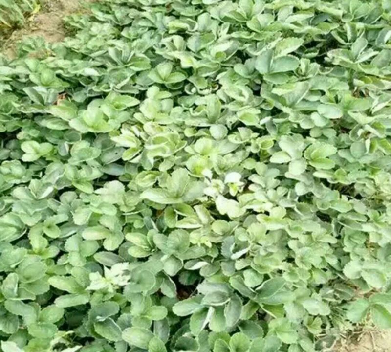 小白草莓苗10~20cm