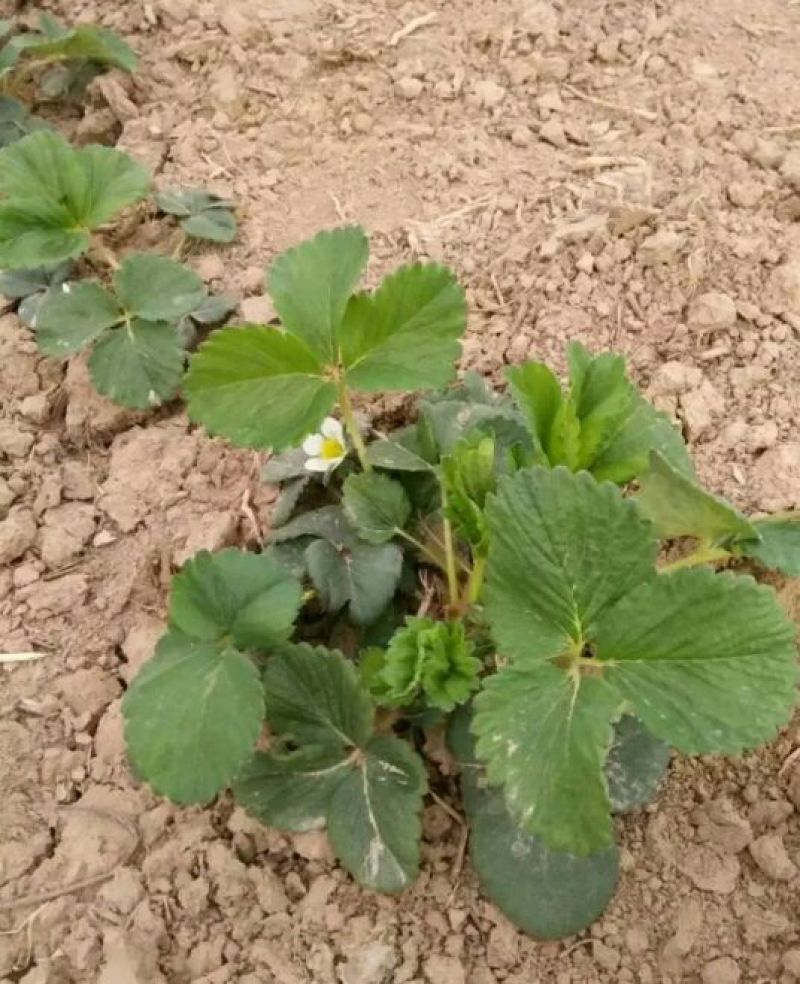 天仙醉草莓苗大量供应