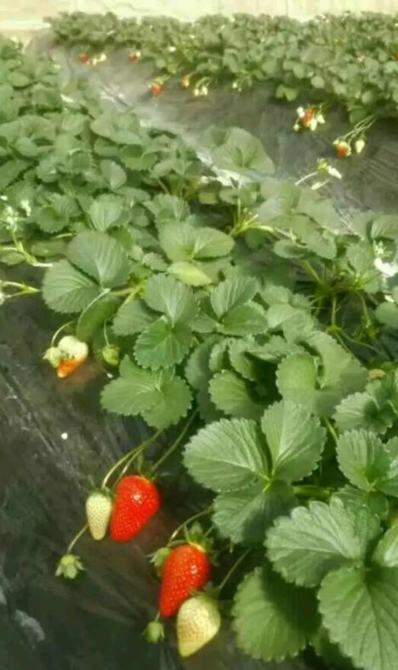 天仙醉草莓苗大量供应