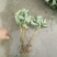 天仙醉草莓苗大量供应