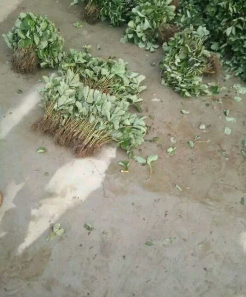 天仙醉草莓苗大量供应