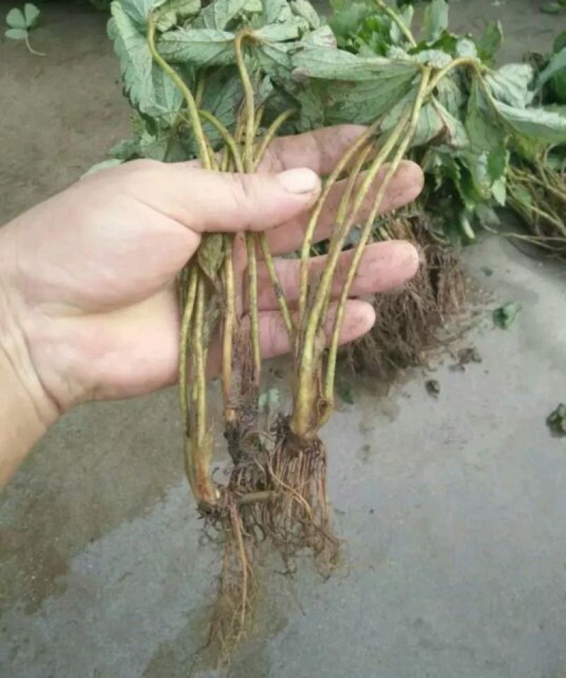天仙醉草莓苗大量供应