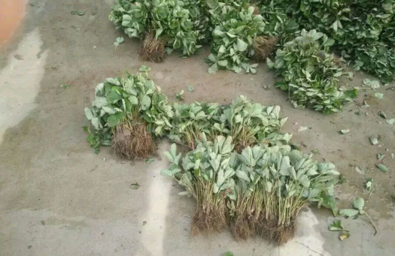 天仙醉草莓苗大量供应
