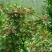花椒苗1~2年大量现货供应可以实地考察