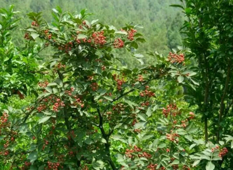 花椒苗1~2年大量现货供应可以实地考察