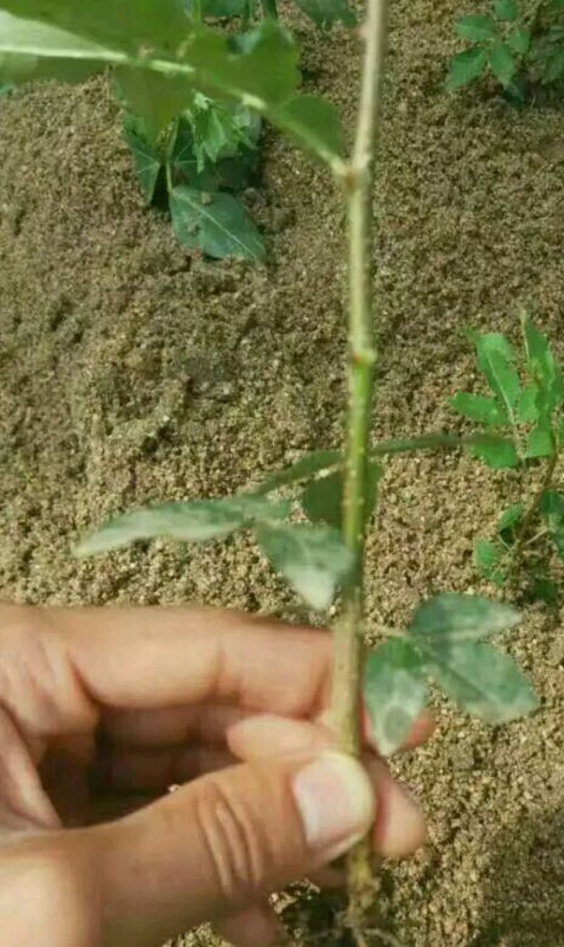 花椒苗1~2年大量现货供应可以实地考察