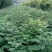 花椒苗1~2年大量现货供应可以实地考察