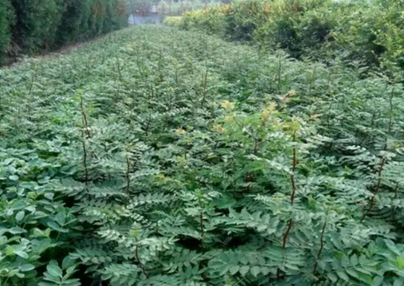 花椒苗1~2年大量现货供应可以实地考察