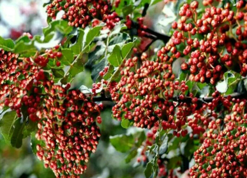 花椒苗1~2年大量现货供应可以实地考察