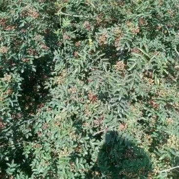 花椒苗1~2年大量现货供应可以实地考察