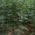 花椒苗1~2年大量现货供应可以实地考察