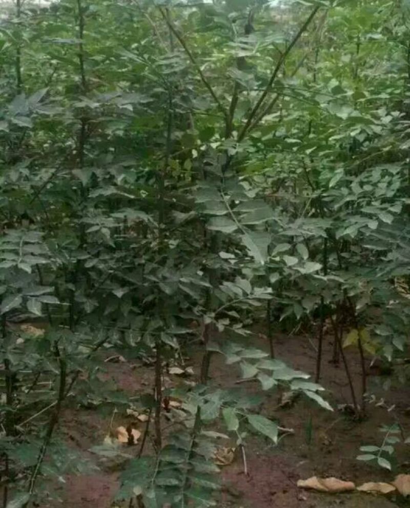 花椒苗1~2年大量现货供应可以实地考察