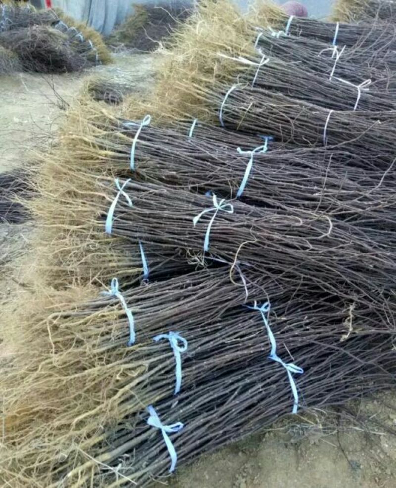 花椒苗1~2年大量现货供应可以实地考察