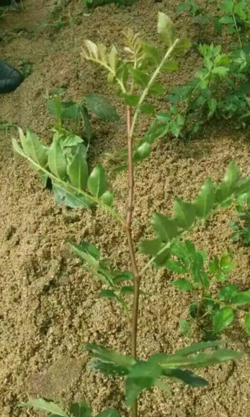 花椒苗1~2年大量现货供应可以实地考察