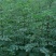 花椒苗1~2年大量现货供应可以实地考察