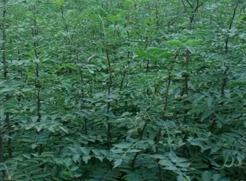 花椒苗1~2年大量现货供应可以实地考察