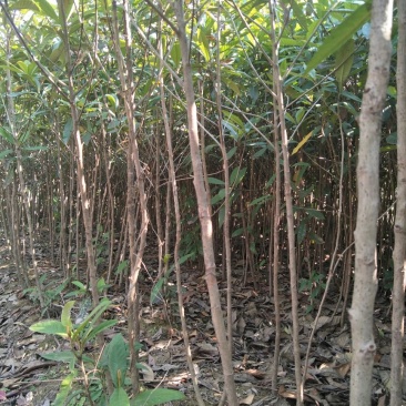 枇杷树苗81~110cm