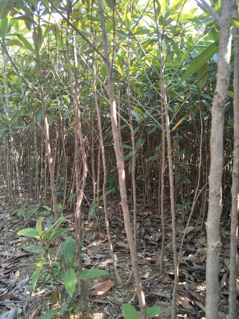 枇杷树苗81~110cm