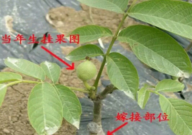 薄壳香核桃苗100~150cm二年苗
