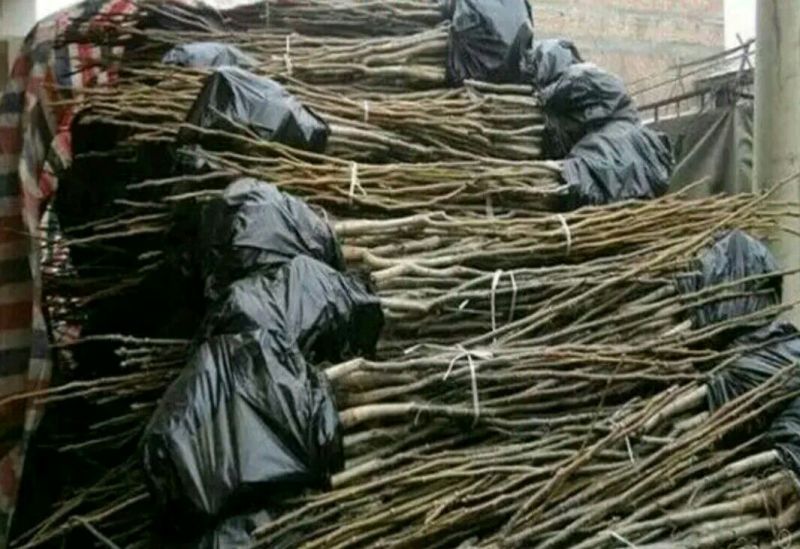薄壳香核桃苗100~150cm二年苗