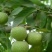 薄壳香核桃苗100~150cm二年苗
