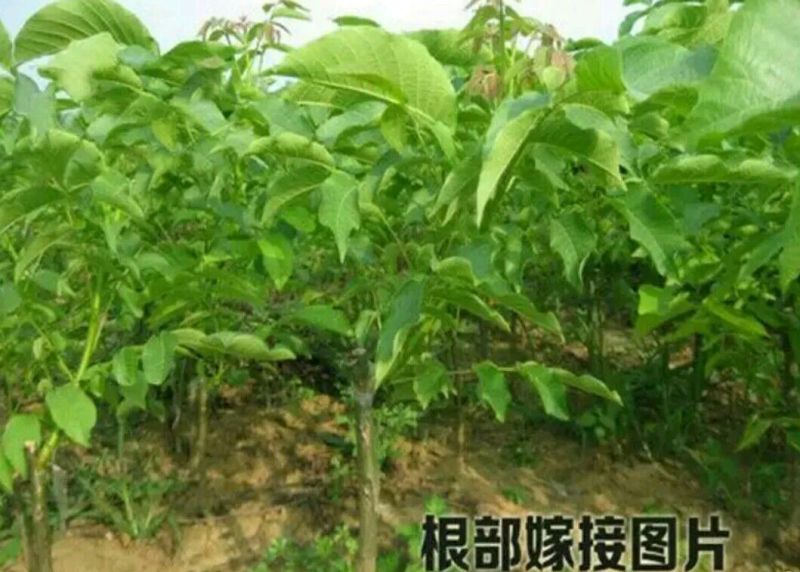 薄壳香核桃苗100~150cm二年苗