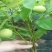 薄壳香核桃苗100~150cm二年苗