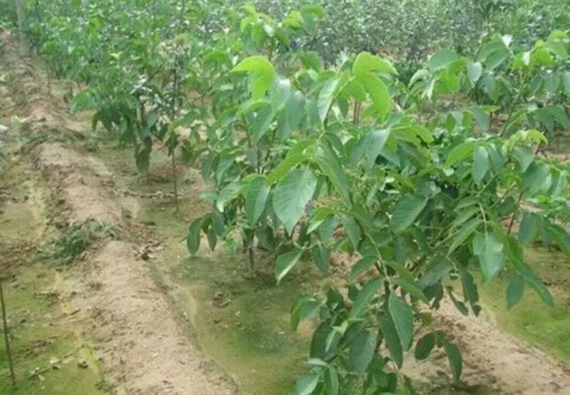 薄壳香核桃苗100~150cm二年苗