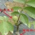 9818核桃苗100~150cm二年苗