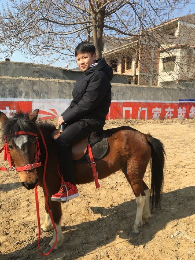 矮马