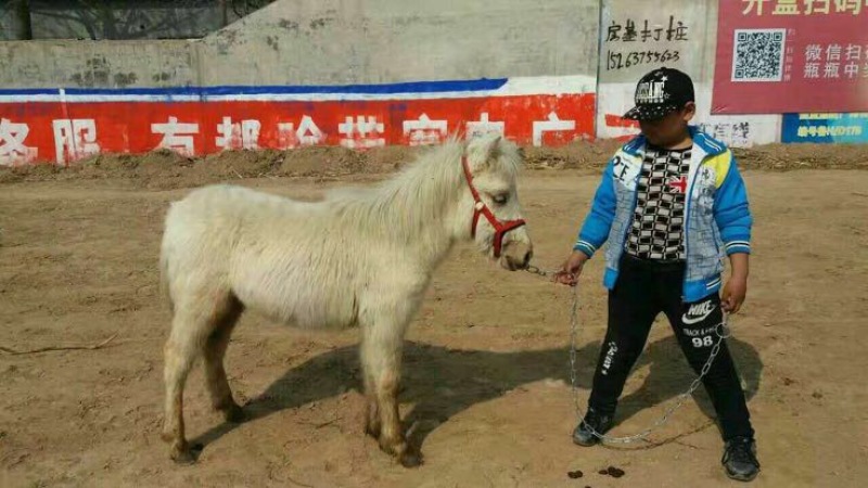 矮马