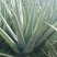 芦荟柱形20cm以上