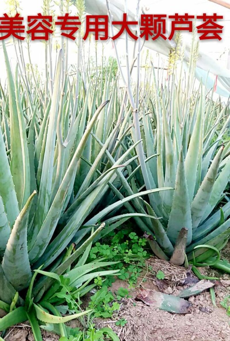 芦荟柱形20cm以上