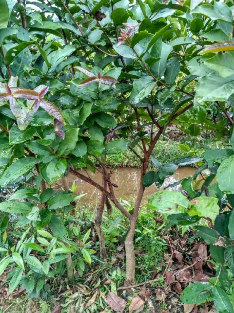 芒果苗1m以下