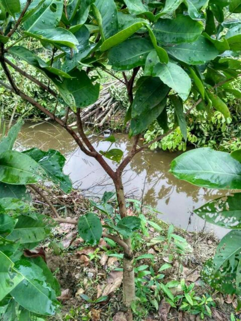 芒果苗1m以下