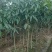 芒果苗1m以下