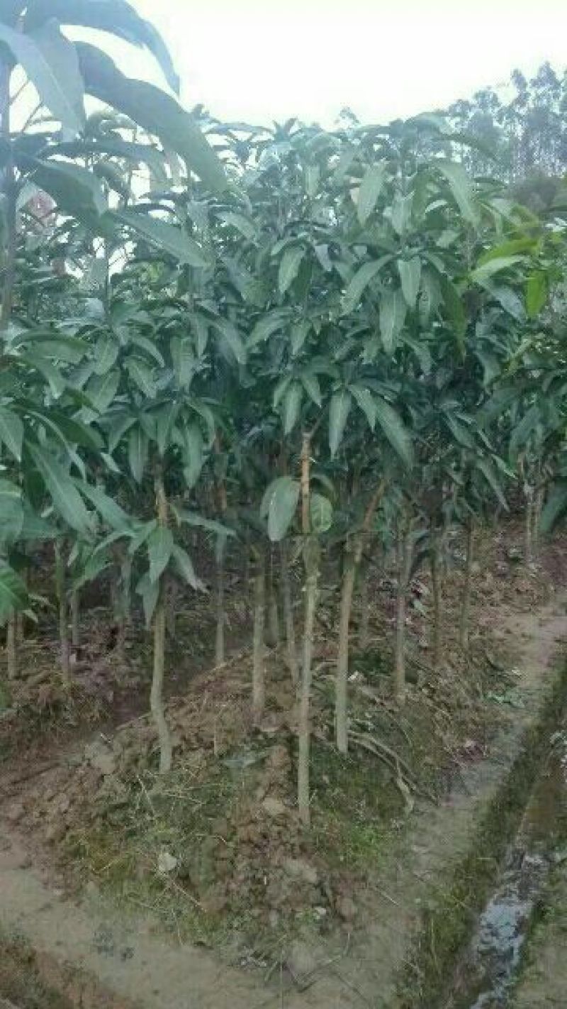 芒果苗1m以下