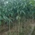 芒果苗1m以下