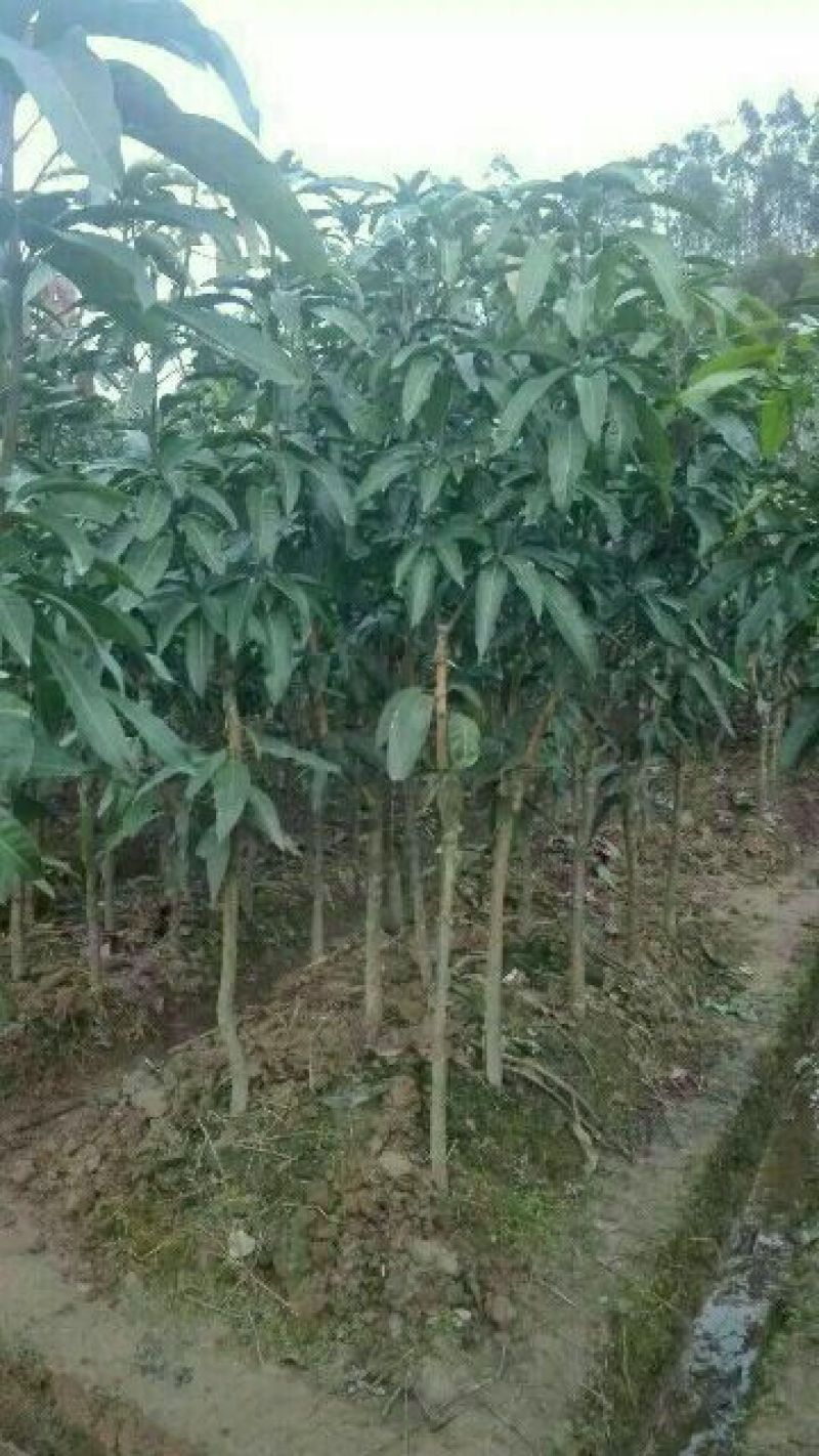 芒果苗1m以下