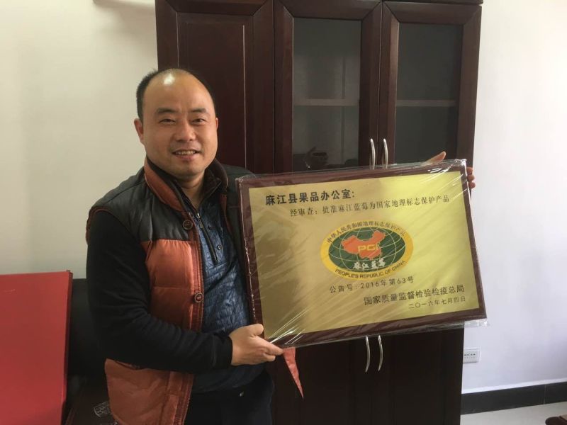 贵州麻江蓝莓鲜果、有机蓝莓、货源充足，中介有礼