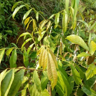 橄榄树苗