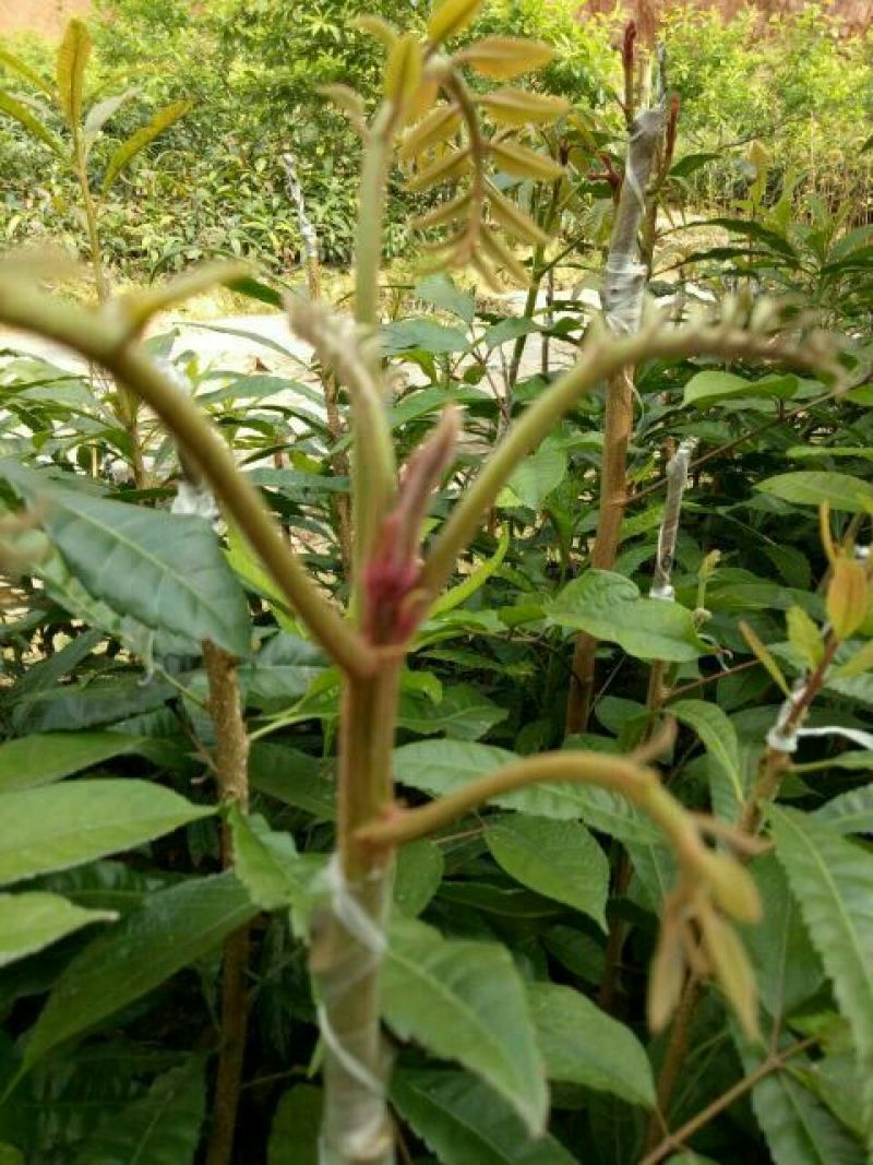 橄榄树苗