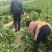 三青皮莴笋
