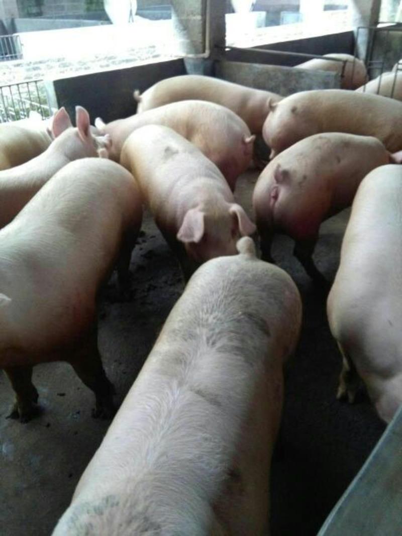 三元猪150公斤以上品种齐全欢迎来电洽谈
