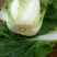 黄心白菜7斤以上净菜