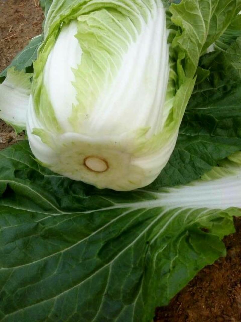 黄心白菜7斤以上净菜